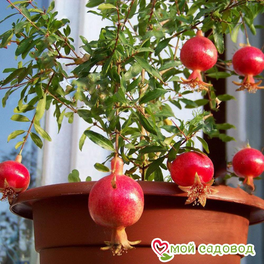 Устойчивость к заболеваниям